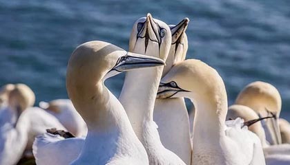 纵相俱乐部 | 程序员的浪漫：我给小胖搭网站